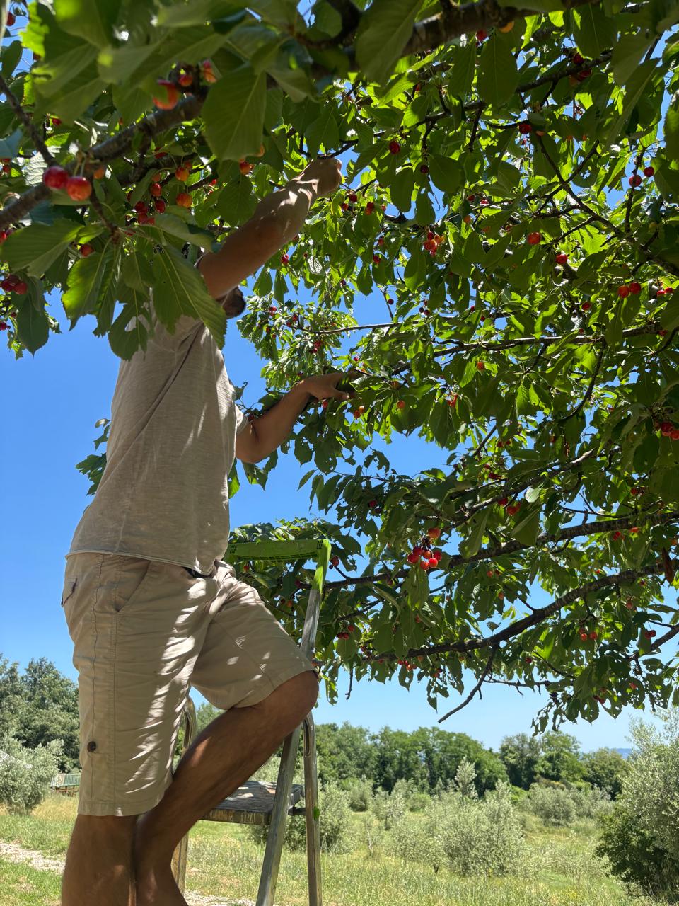 A basket overflowing with freshly picked red cherries at ASHA, Tuscany